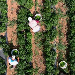 burada yetismez dediler kimseyi dinlemedi sezon sonunda 1000 ton hasat bekliyor H2jAbTkk