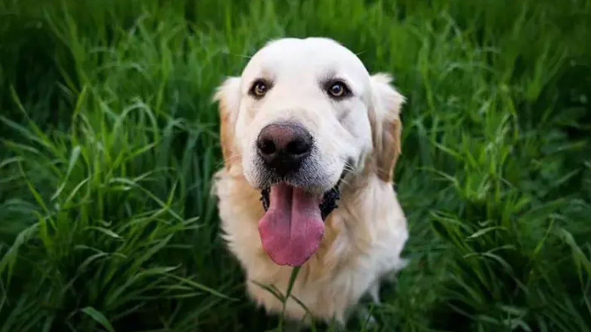 ulkede turist kopeklerle ilgili onemli karar gunluk vergi uygulanacak 8gTUYXU2