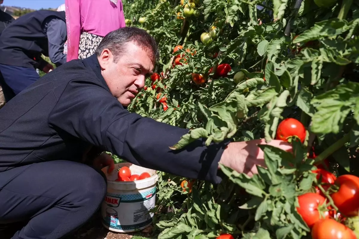 bilecikte 17 bin dekar domates uretildi bzp4k7Iz