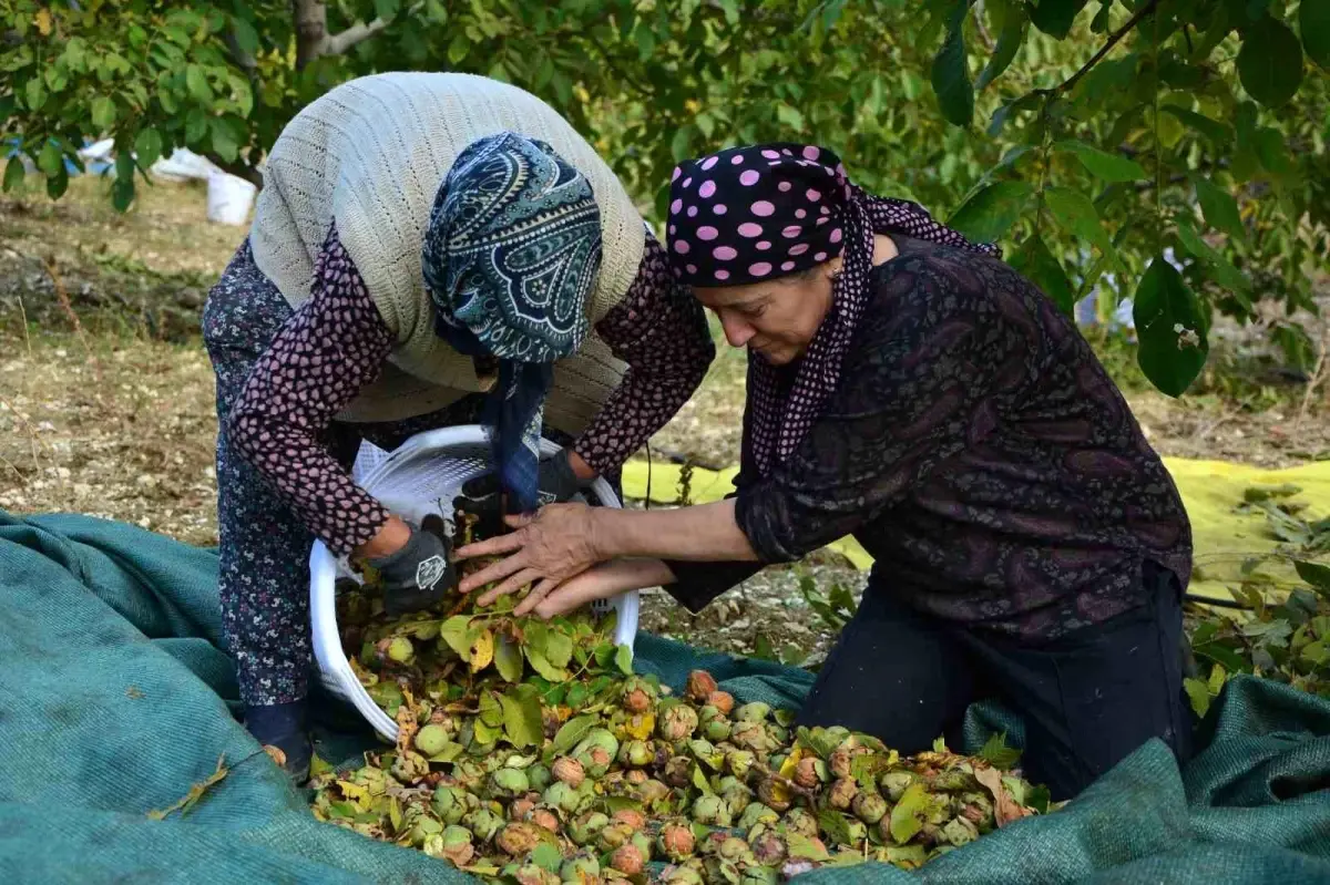 demircide ceviz hasadi basladi aSZ5ahnT.jpg