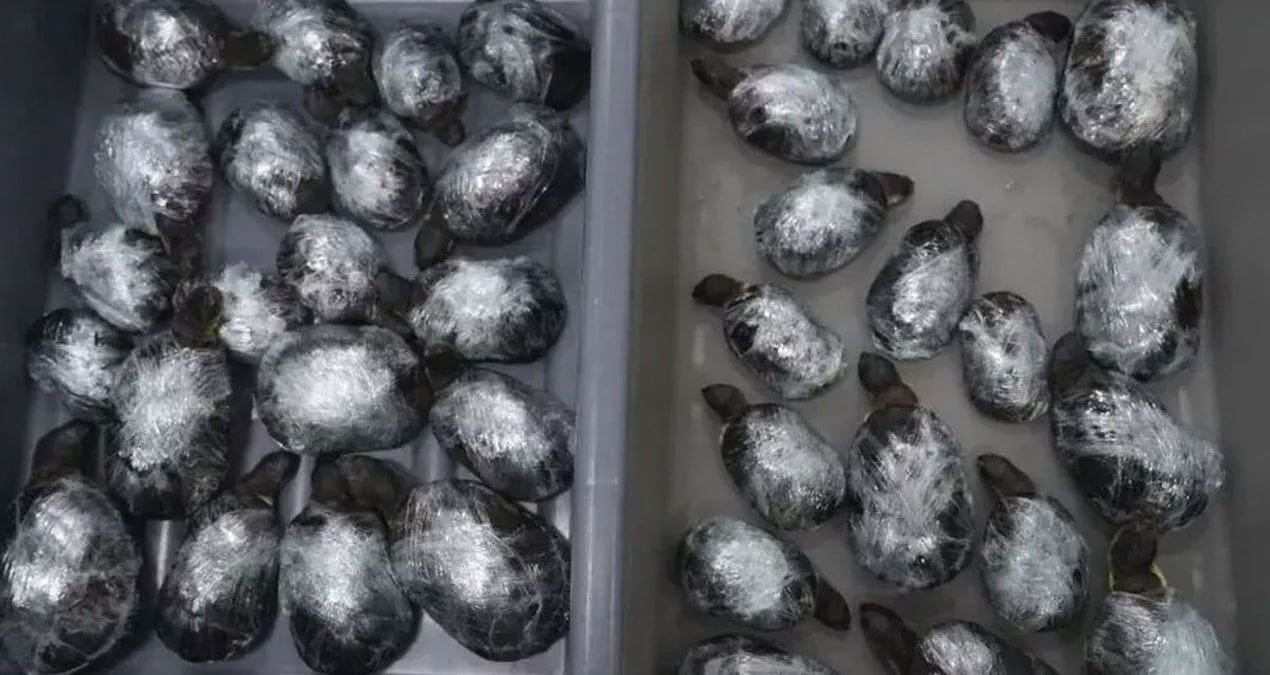 eteklerinin altindan tam 68 tanesi cikti mgESEOhJ.jpg