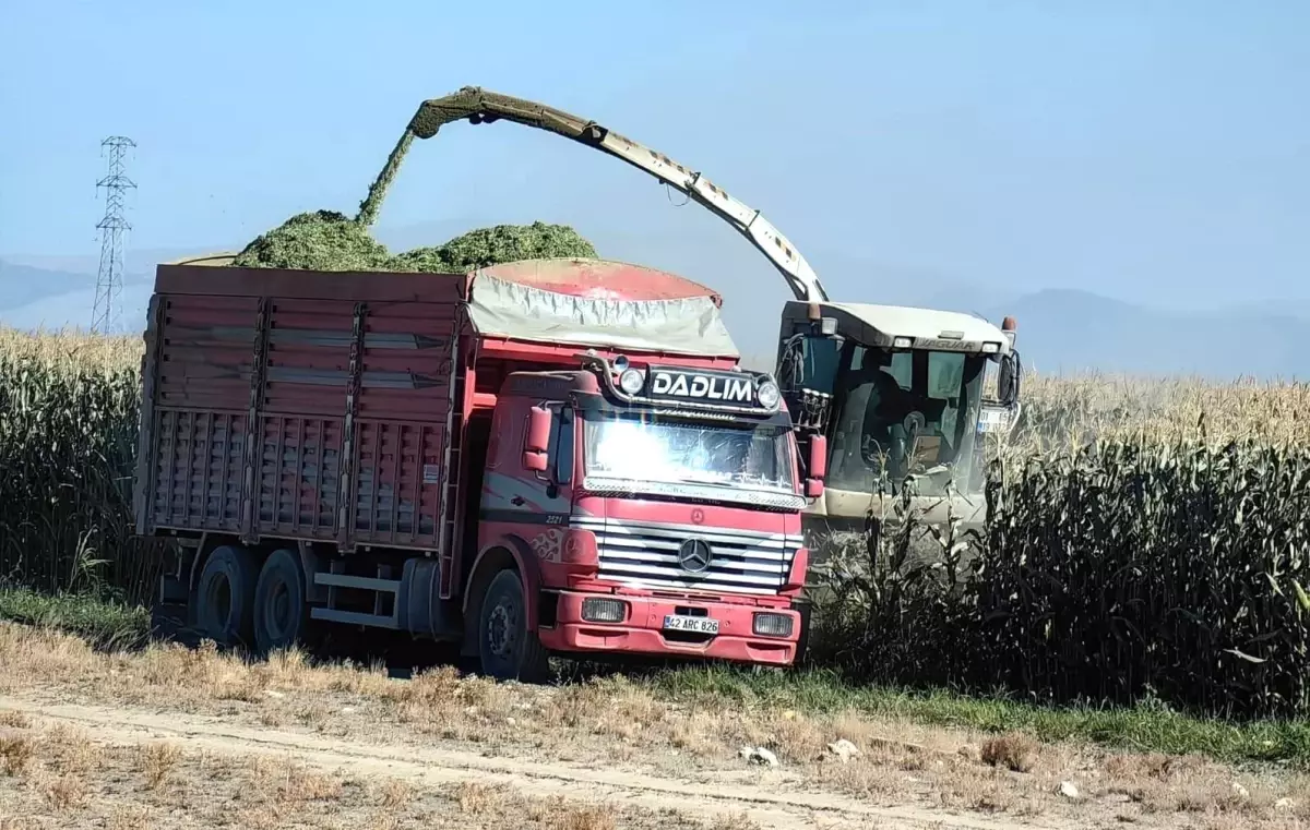 karapinarda misir hasadi basladi vVkT6yc2