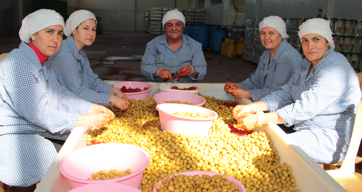 yesil zeytin ihracatinda tarihi rekor kirildi XH6qBZtx